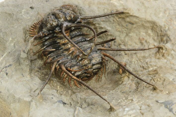 Flying Ceratonurus Trilobite - Top Quality Prep #227517